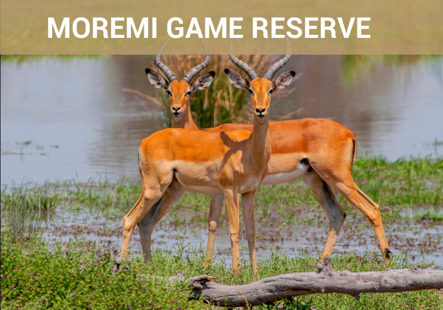 Moremi Game Reserve